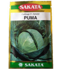 Cabbage / Patta Gobi Puma 10 grams
